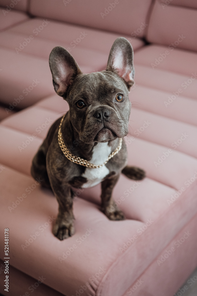 Portrait of French Bulldog with Golden Chain Sitting on the Pink Sofa and Looking Into Camera, Little Dog Posing