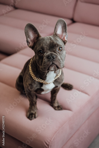 Portrait of French Bulldog with Golden Chain Sitting on the Pink Sofa and Looking Into Camera, Little Dog Posing © Romvy