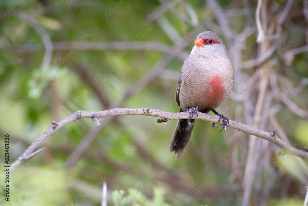 Common Waxbill, Estrilda astrild