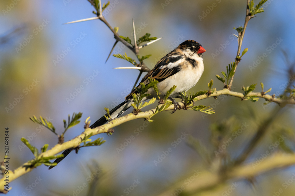Naklejka premium Pin-tailed whydah, Vidua macroura