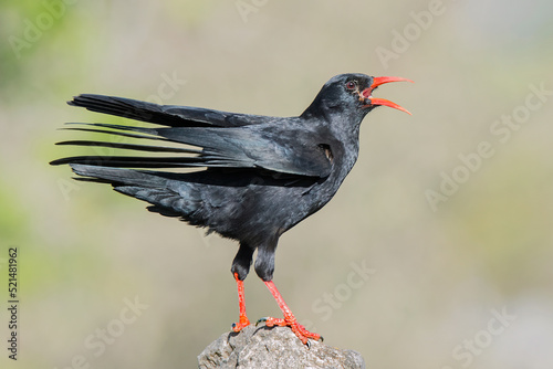 Red-billed chough (Pyrrhocorax pyrrhocorax) 
