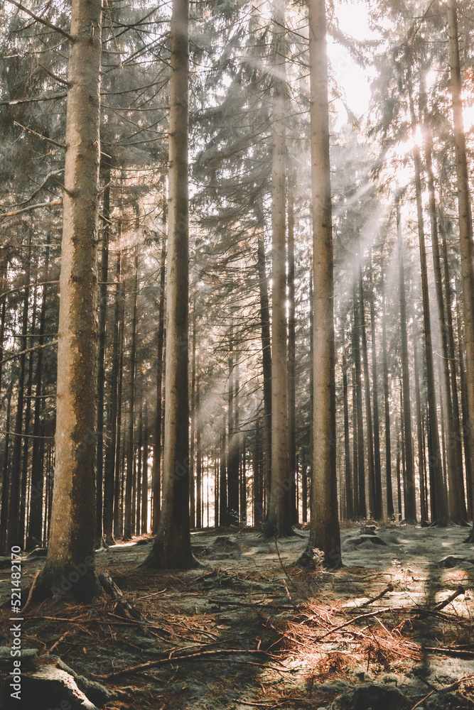 Waldsonne Waldsonne