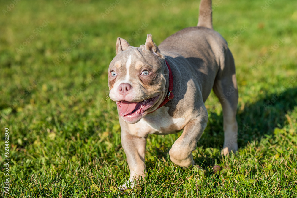 Lilac color male American Bully puppy dog is walking.