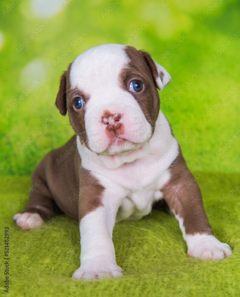 Funny American Bullies puppy on green background Funny American Bullies puppy on green background