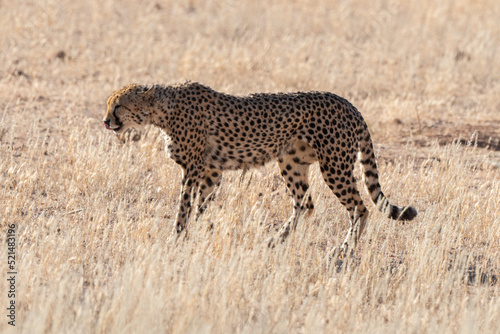 Guépard, cheetah, Acinonyx jubatus, Parc national Kruger, Afrique du Sud