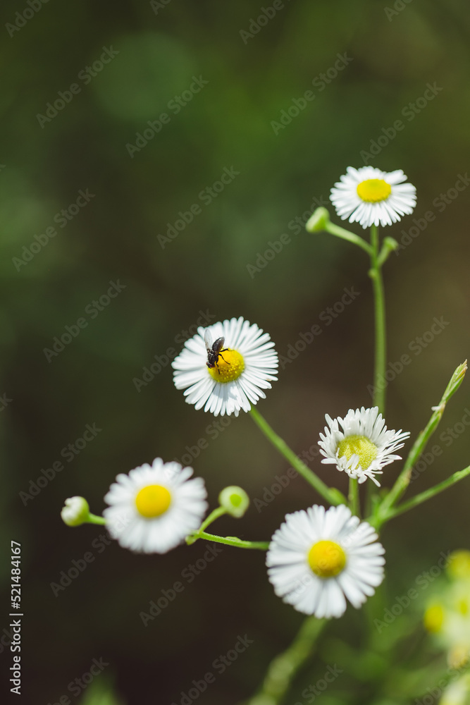 Fototapeta premium white daisies with a fly
