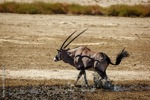 South African Oryx jump out of waterhole in Kgalagadi transfrontier park, South Africa; specie Oryx gazella family of Bovidae