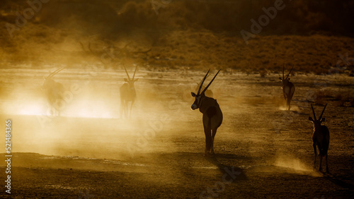 Group of South African Oryx running in sand dust at dawn in Kgalagadi transfrontier park, South Africa; specie Oryx gazella family of Bovidae photo