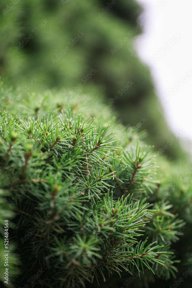 close up of branch evergreen tree close up of branch evergreen tree
