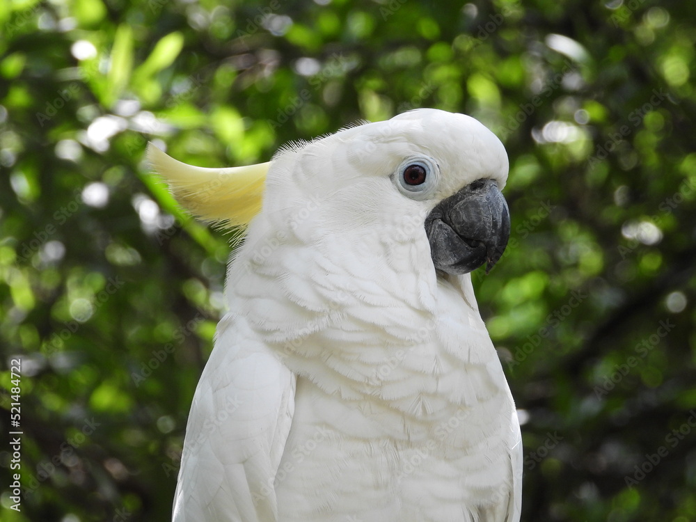 white parrot portrait white and grey parrot yellow crested cockatoo white parrot portrait white and grey parrot yellow crested cockatoo