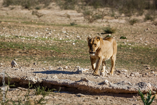 African lioness walking front view to waterhole in Kgalagadi transfrontier park, South Africa; Specie panthera leo family of felidae