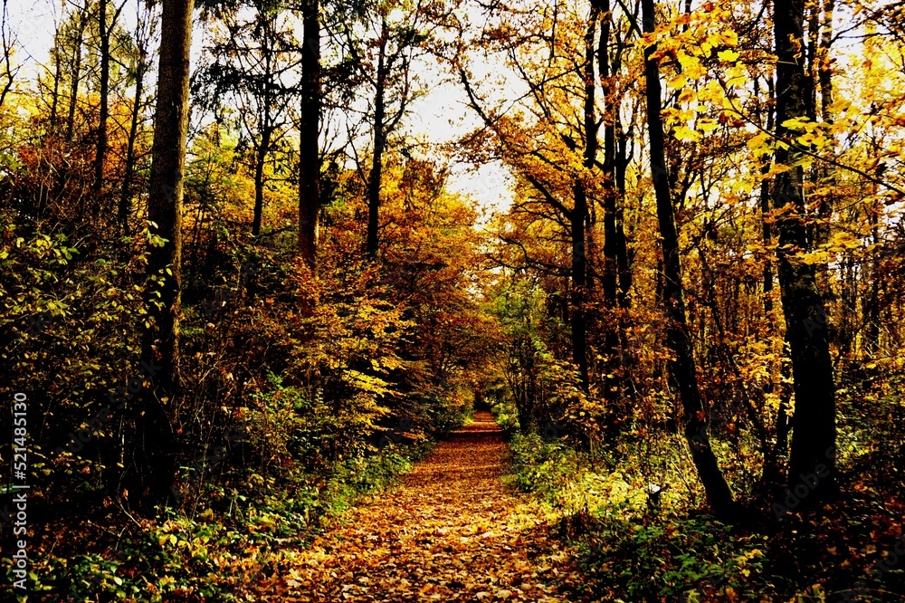 Blick auf einen Weg in einen Herbstwald Bäume voll mit gefärbten Blättern Betrachter am Anfang des Weges