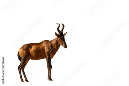 Hartebeest standing isolated in white background, South Africa; specie Alcelaphus buselaphus family of Bovidae
