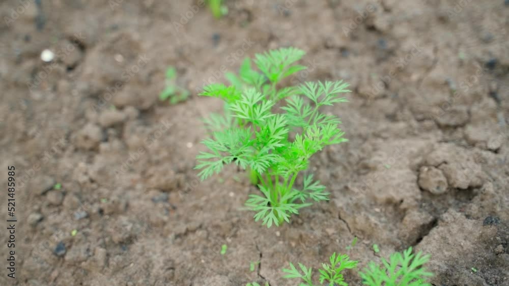 Young juicy green leaves of a growing carrot in the soil close-up.Smooth slow motion camera Young juicy green leaves of a growing carrot in the soil close-up.Smooth slow motion camera