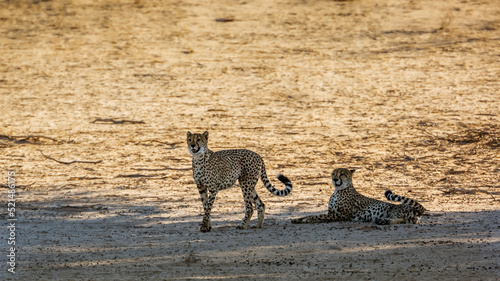 Cheetah couple in alert in dry land in Kgalagadi transfrontier park, South Africa ; Specie Acinonyx jubatus family of Felidae