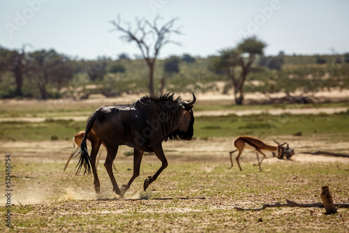 Blue wildebeest chasing impala in Kgalagadi transfrontier park  South Africa   Specie Connochaetes taurinus family of Bovidae