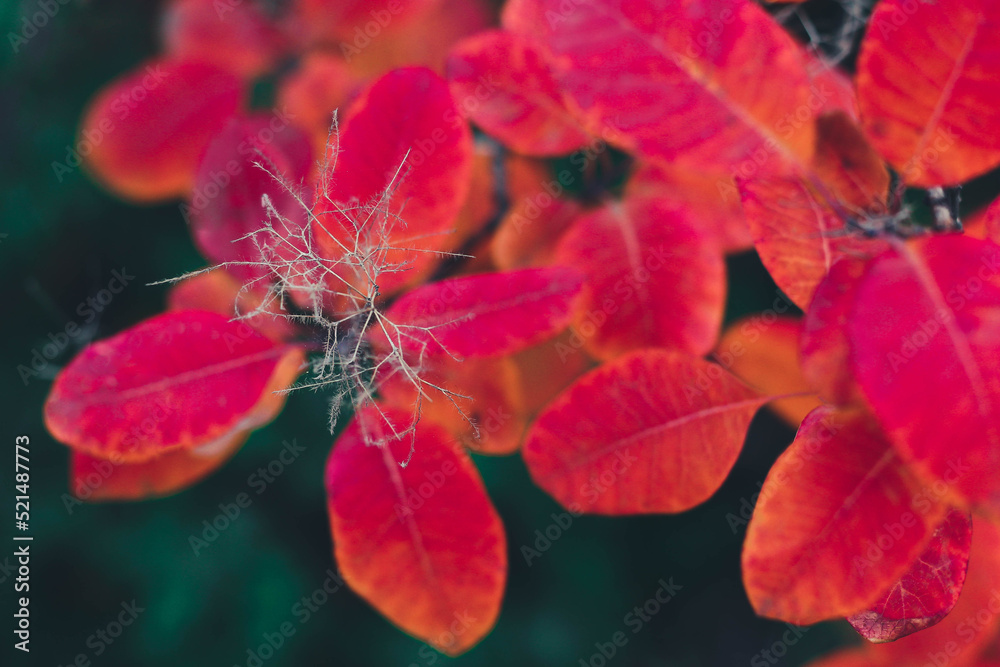 red leafs of a cotinus close up red leafs of a cotinus close up