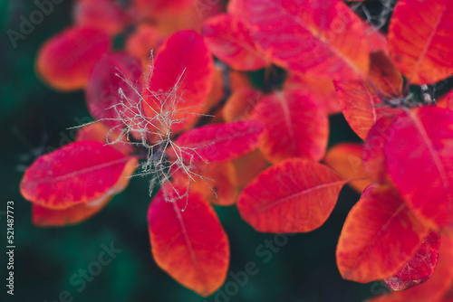 red leafs of a cotinus  close up photo