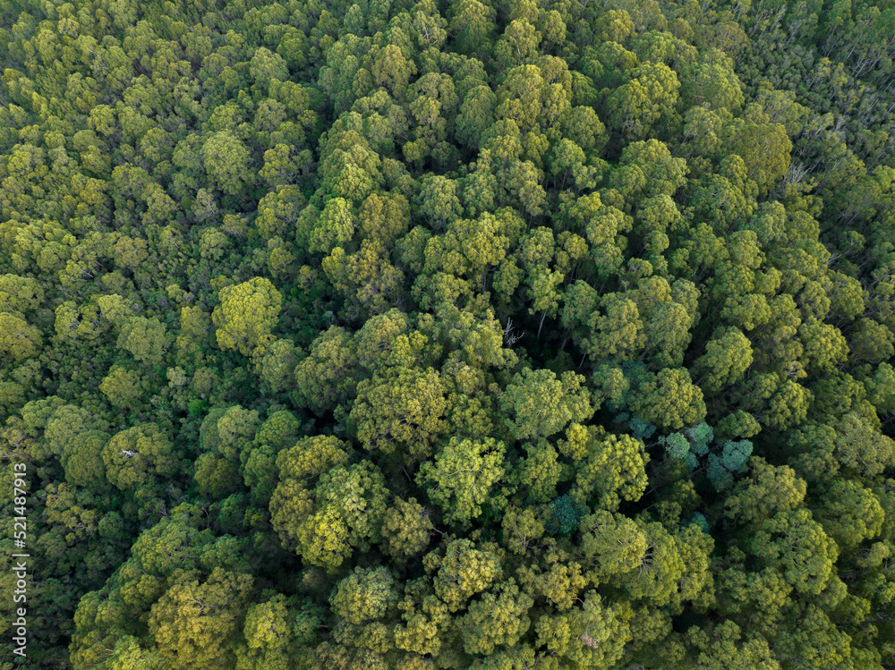 flying over a plantation of trees, in a forestry farm, in the bush in the mountains flying over a plantation of trees, in a forestry farm, in the bush in the mountains