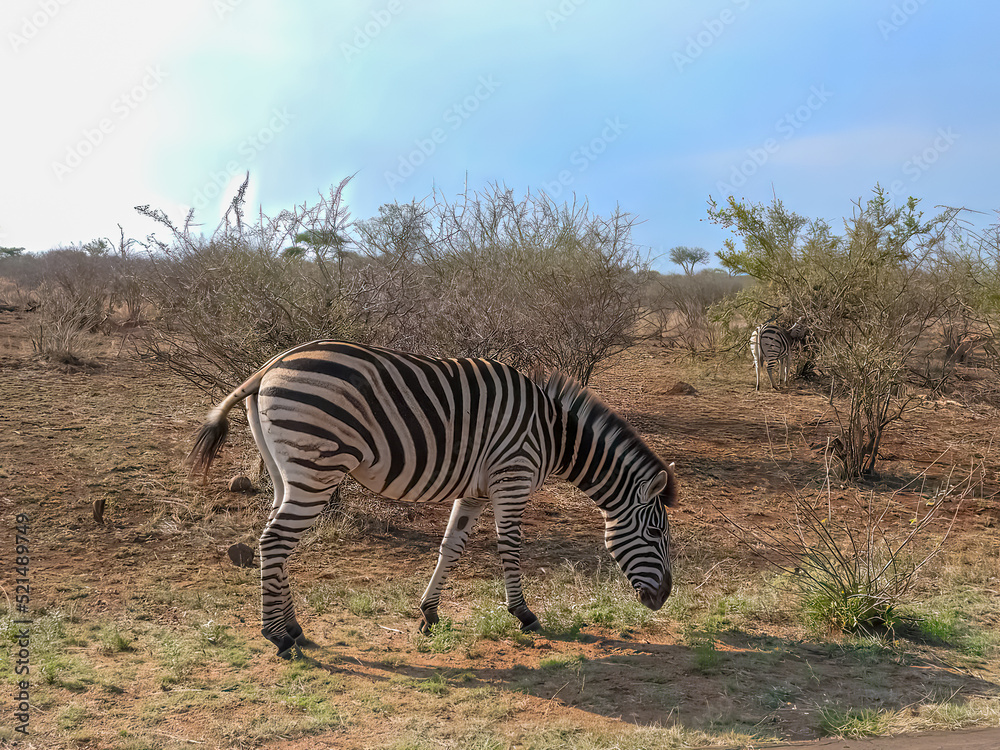Obraz premium Zebra in the savanna grazing. Trees and mountains in the distance. Kruger National Park, South Africa.