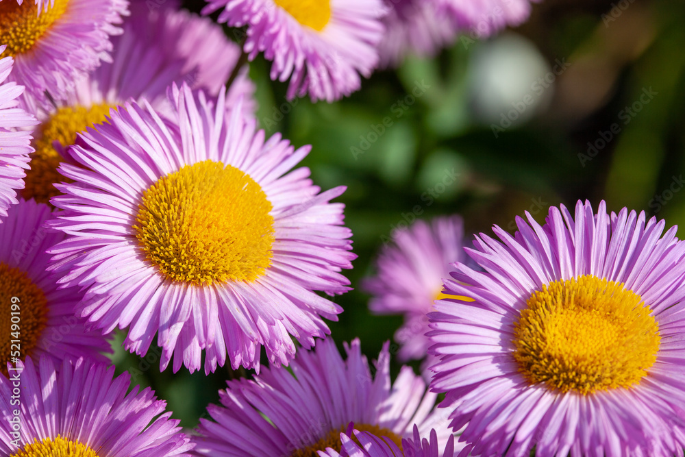 Pink asters close up. Pink daisies. Aster alpinus, perennial. Floral background Pink asters close up. Pink daisies. Aster alpinus, perennial. Floral background
