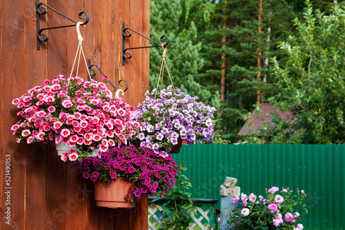A gorgeous calibrachoa bushs in a hanging baskets. Pots of bright calibrachoa flowers hanging on a wooden wall. Flower pots lit by the sun in a hanging pot on the terrace.