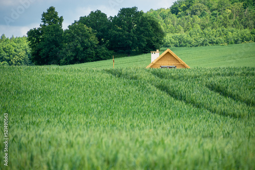 zielone pole zbóż, dach budynku wystający zza wzgórza, dom