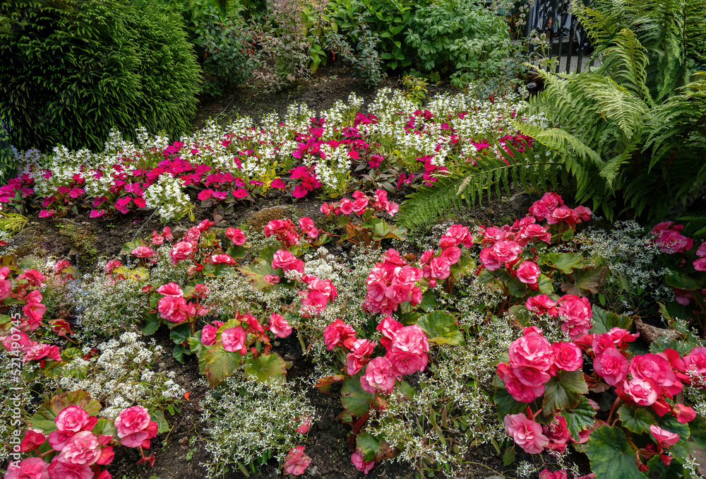 A bed of Begonia flowers and ferns at the Butchart Botanical gardens near Victoria, British Columbia, Canada A bed of Begonia flowers and ferns at the Butchart Botanical gardens near Victoria, British Columbia, Canada