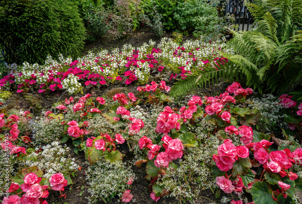 A bed of Begonia flowers and ferns at the Butchart  Botanical gardens near Victoria, British Columbia, Canada