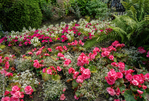 A bed of Begonia flowers and ferns at the Butchart Botanical gardens near Victoria, British Columbia, Canada