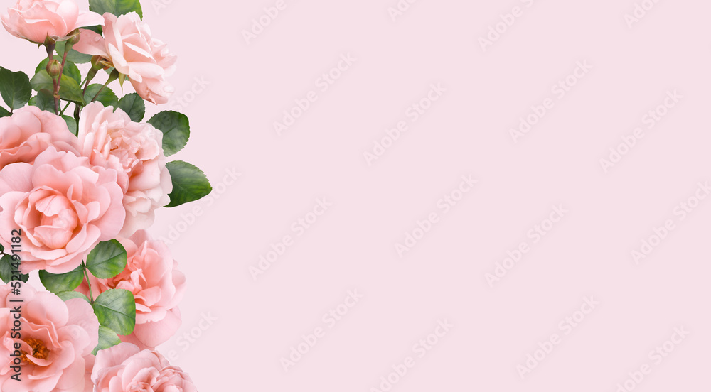 Floral banner, header with copy space. Pink roses isolated on pink background. Natural flowers wallpaper or greeting card. Floral banner, header with copy space. Pink roses isolated on pink background. Natural flowers wallpaper or greeting card.