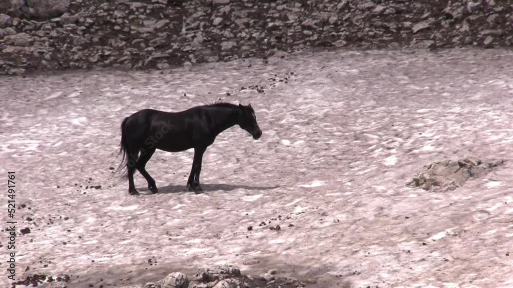 Wild Horse in Summer in the Pryor Mountains Wild Horse Range Montana Wild Horse in Summer in the Pryor Mountains Wild Horse Range Montana