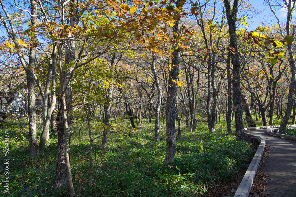 紅葉の赤城山・覚満淵/群馬県前橋市 紅葉の赤城山・覚満淵/群馬県前橋市
