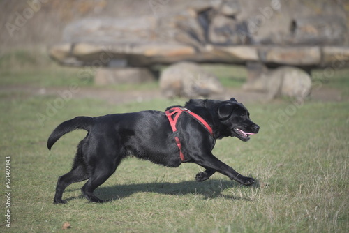 Black labrador running on grass