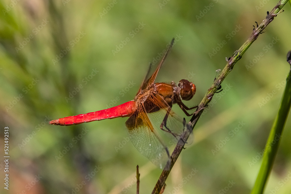 Red Dragonfly (Libellula croceipennis) Perched Red Dragonfly (Libellula croceipennis) Perched