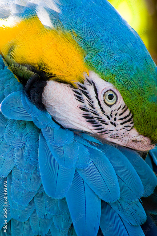 Fototapeta premium Shy Blue and Gold Macaw Watching Carefully as I take his portrait at the local zoo. 