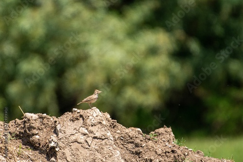 Selective focus shot of crested lark (Galerida cristata) perched on the stone photo