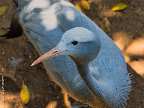Closeup shot of a blue crane (Grus paradisea) photo