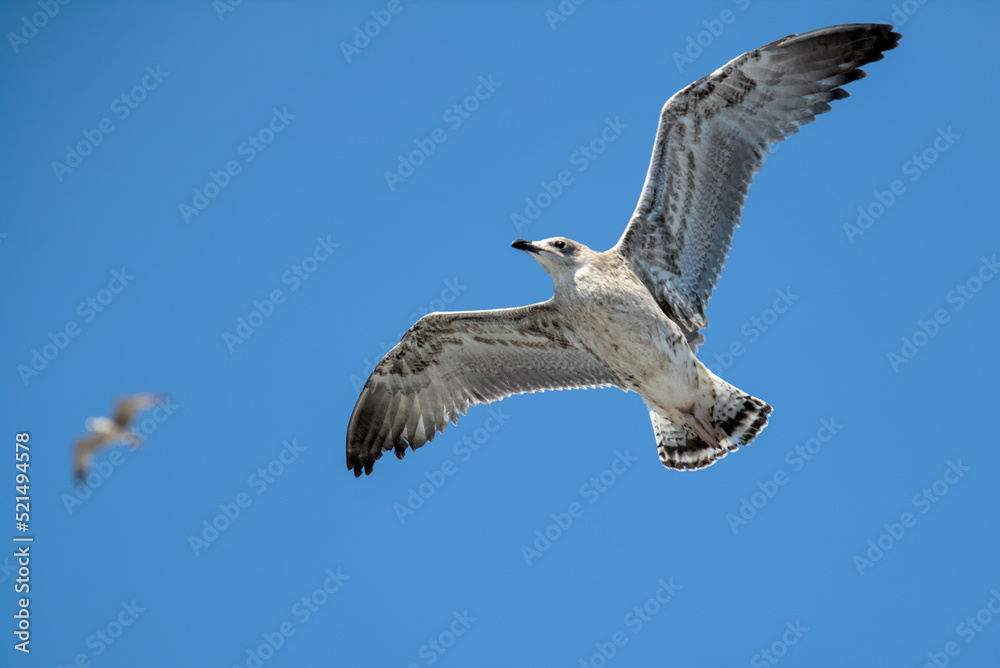 Gull flying over the ocean in front of a blue sunny sky Gull flying over the ocean in front of a blue sunny sky