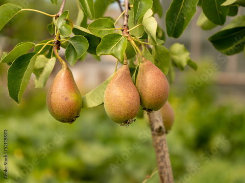 Tasty young healthy organic juicy pears hanging on a branch young tree