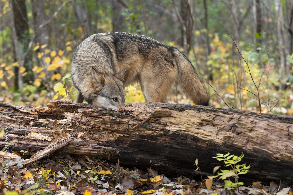 Grey Wolf (Canis lupus) Sniffs Behind Log Autumn Grey Wolf (Canis lupus) Sniffs Behind Log Autumn