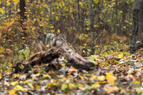 Grey Wolf (Canis lupus) Eyes Over Log Autumn