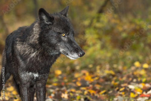 Black Phase Grey Wolf (Canis lupus) Looks Out Side Eye Autumn