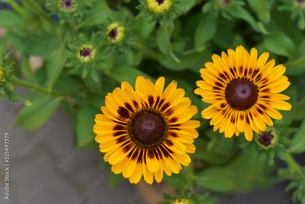 Fototapeta premium Yellow beautiful flower in the garden
