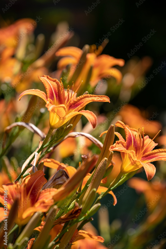 Daylilies captured from a garden in the summer sunshine. Daylilies captured from a garden in the summer sunshine.