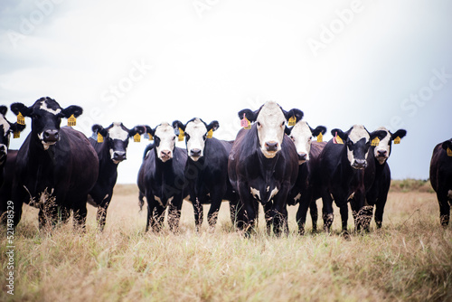 Cattle Livestock