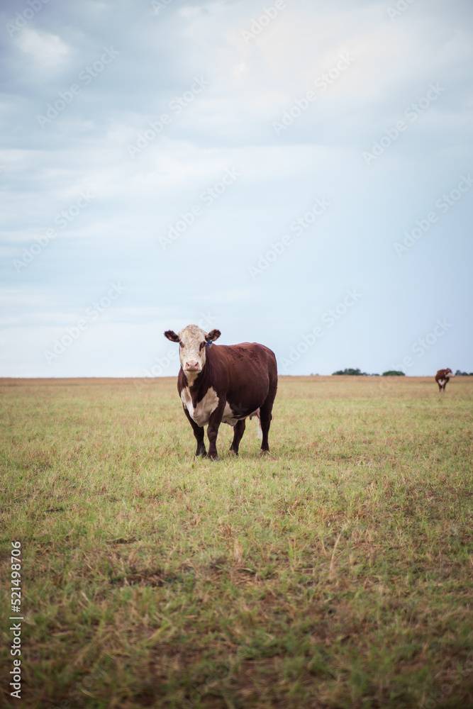 Cattle Livestock