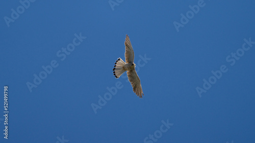 Turmfalke während des Fluges photo