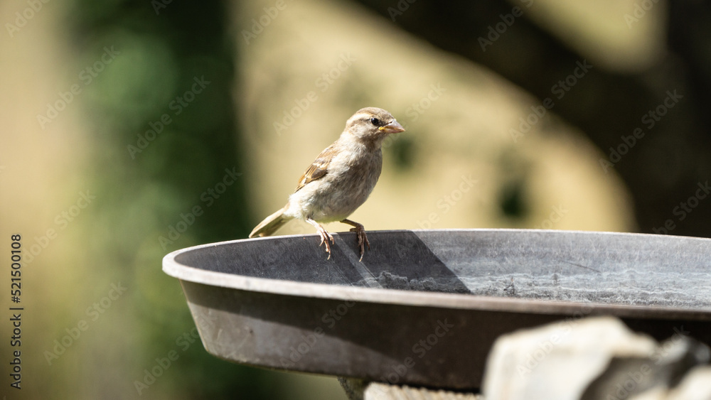 Fink der auf einer Schale mit Wasser sitzt Fink der auf einer Schale mit Wasser sitzt