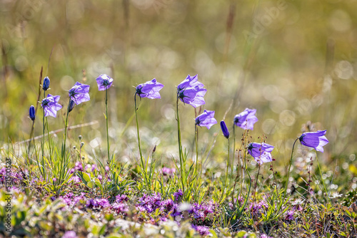 Cluster of backlit blue bell flowers in the arctic tundra at Grondalen, West Greenland
